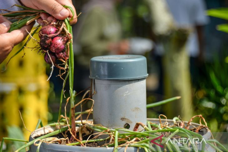 Panen bawang merah dari Program Buruan Sae 