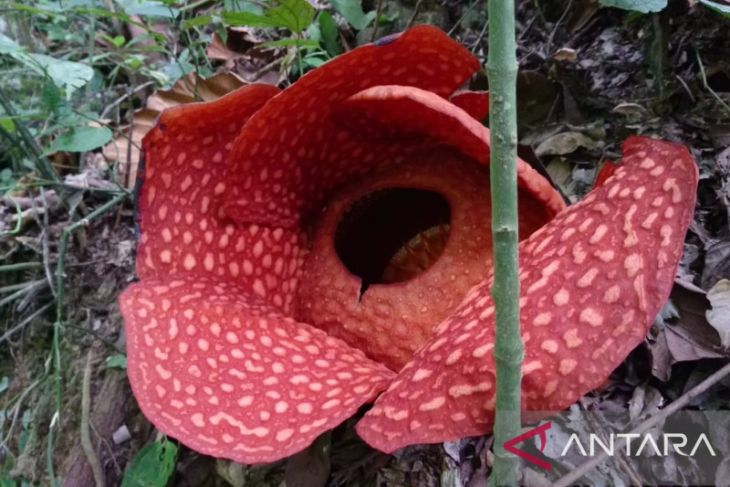 Bunga Rafflesia mekar sempurna di Solok