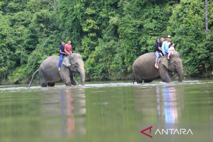 FOTO - Liburan Bersama Gajah Jinak di Aceh Jaya