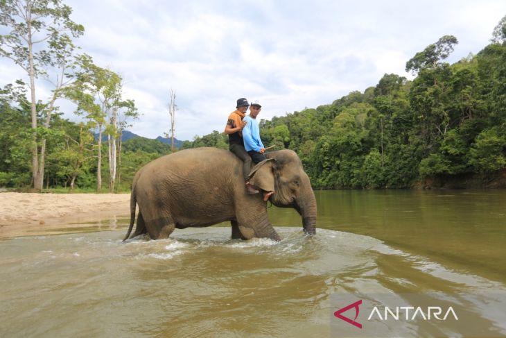 FOTO - Liburan Bersama Gajah Jinak di Aceh Jaya