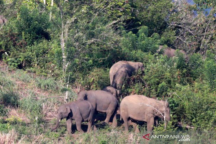 JBI dorong Pemerintah Kabupaten OKU Selatan selamatkan habitat gajah