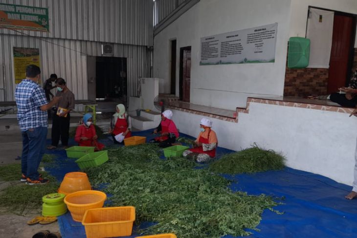 Dekan Pertanian Unej sarankan petani di Sumenep pasarkan kelor ke luar negeri