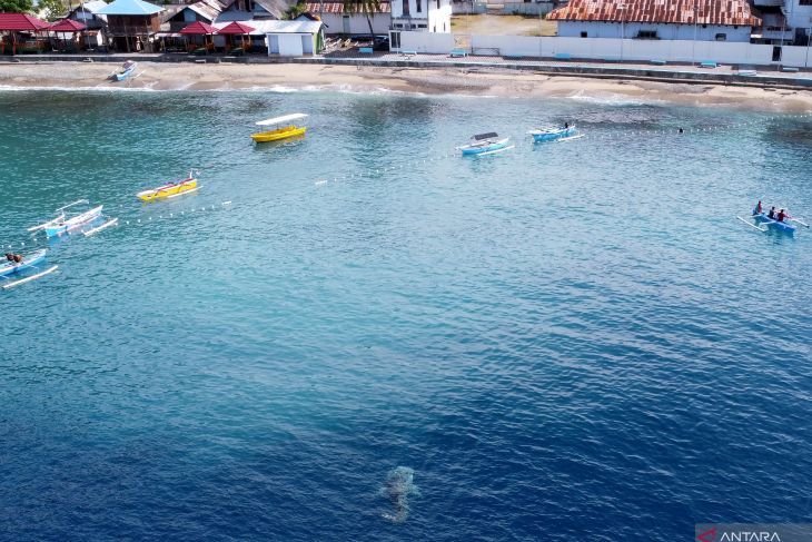 MELIHAT LEBIH DEKAT HIU PAUS DI GORONTALO