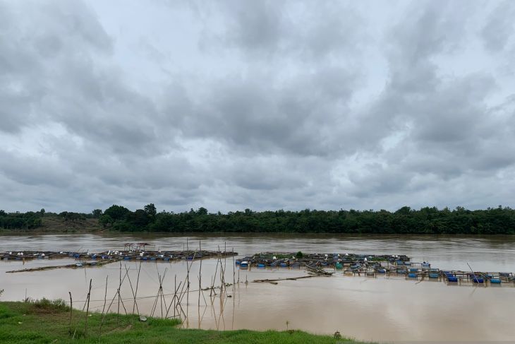 Ratusan keramba ikan petani Desa Aro Kabupaten Batanghari terbawa arus, kerugian capai Rp2 miliar