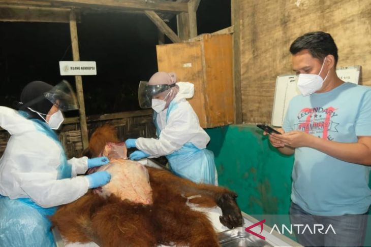 BBKSDA lakukan investigasi terkait matinya orangutan di Karo