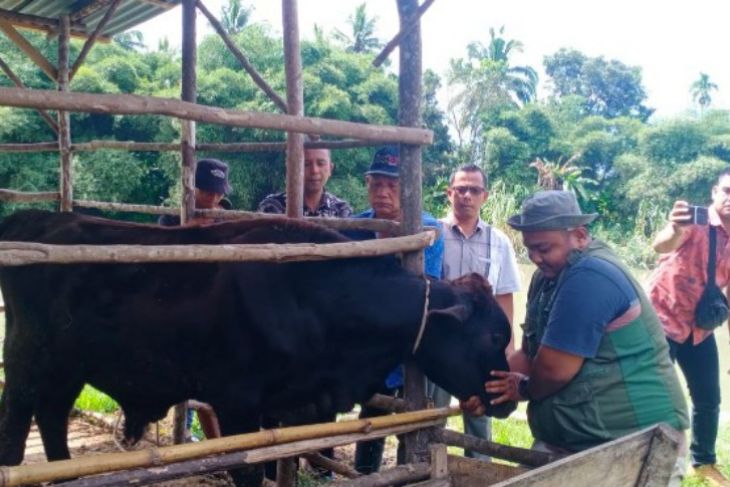 Dozens of livestock in Madina were vaccinated against snoring