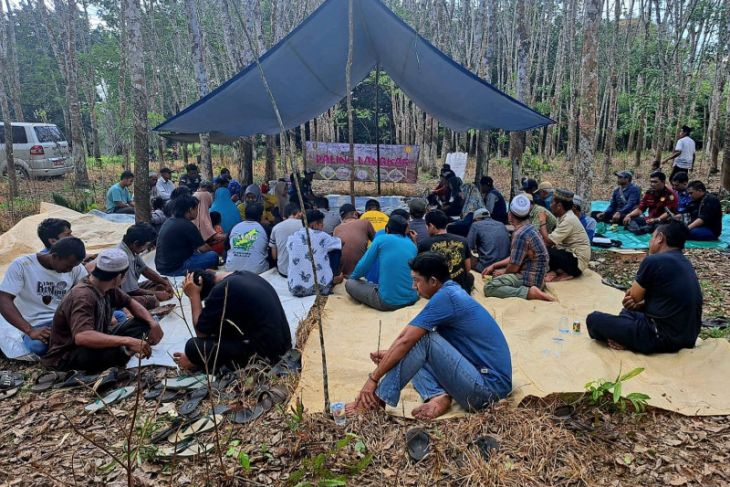 Disbunnak: 1.200 hektare kebun karet terserang penyakit gugur daun