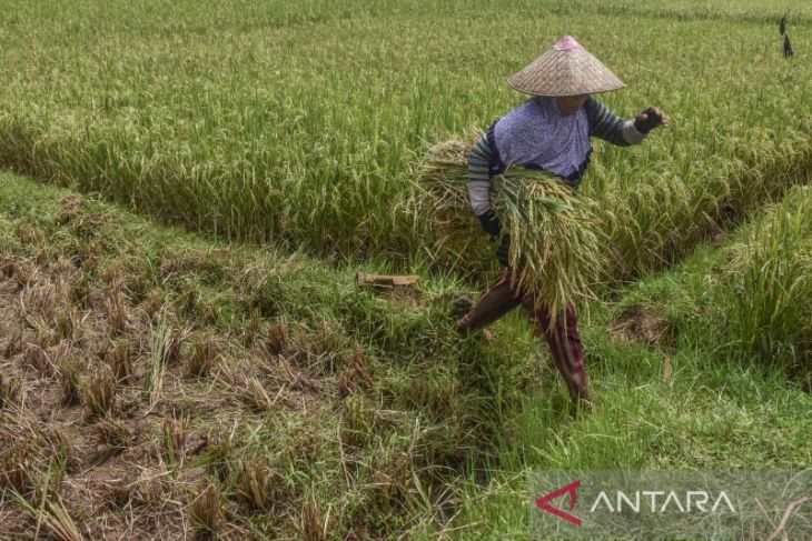 Harga gabah kering naik 