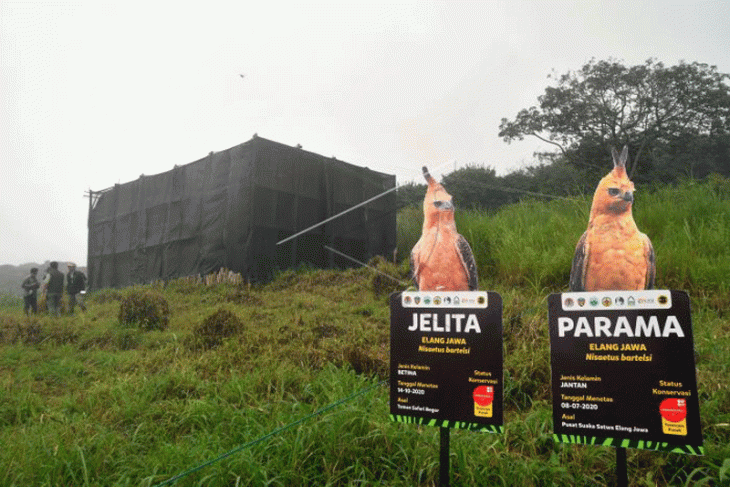 Pelepasliaran Elang Jawa di Taman Safari Indonesia Bogor