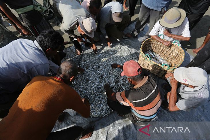 FOTO - Tangkapan nelayan pukat darat di Aceh turun