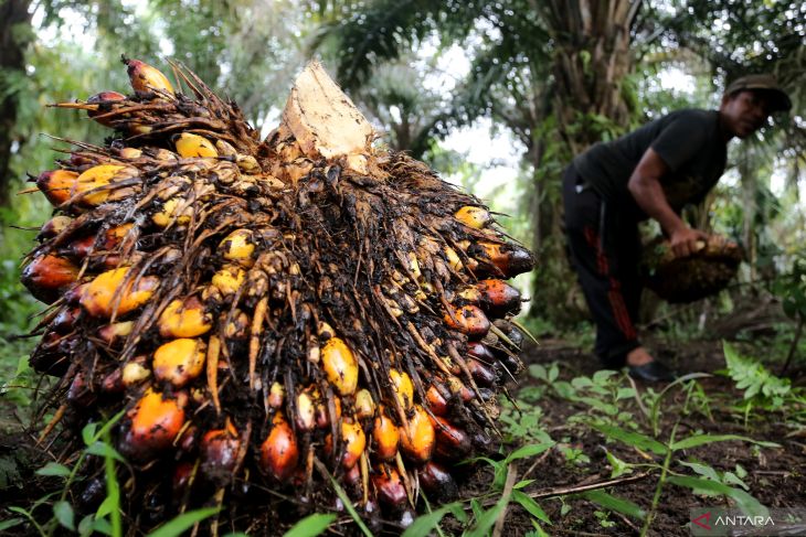 FOTO - Harga Referensi CPO Turun