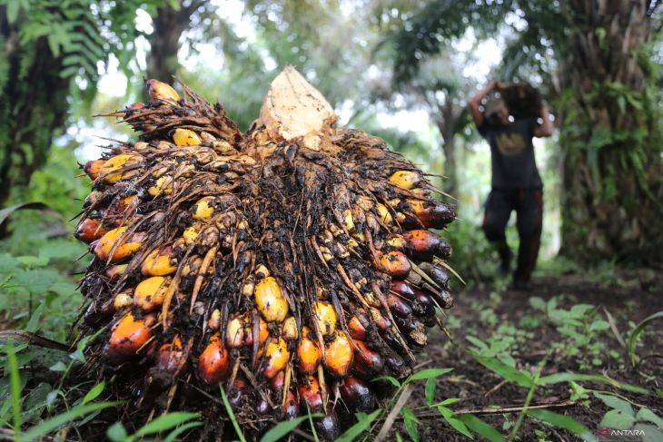 FOTO - Harga Referensi CPO Turun