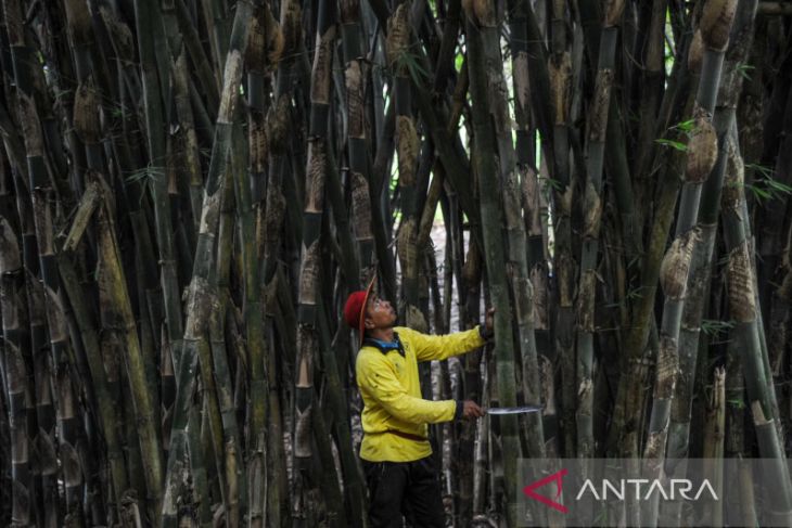 Agrowisata konservasi bambu di Bandung 