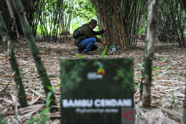 Agrowisata konservasi bambu di Bandung 