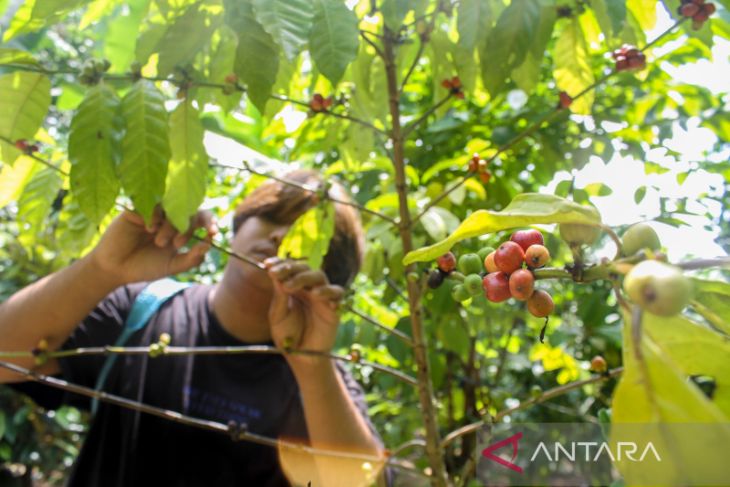 Wisata Edukasi Kopi Kalimantan Selatan