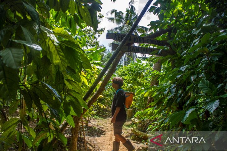 Wisata Edukasi Kopi Kalimantan Selatan