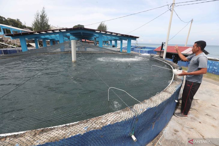 FOTO - Upaya Pemenuhan Target Produksi Perikanan Budi daya