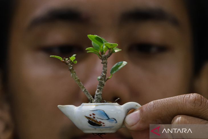 Budi daya bonsai mini Surabaya
