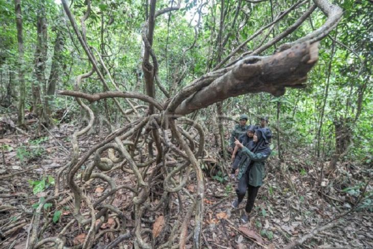 Ekowisata Hutan Lindung Gambut di Jambi