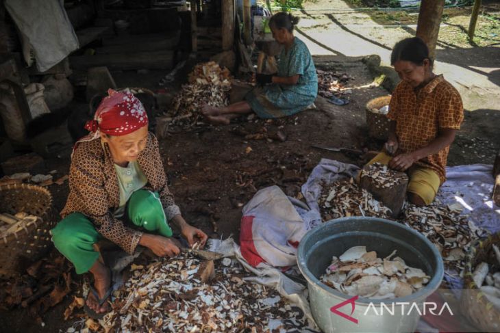 Memanfaatkan singkong sebagai makanan pokok di Kampung Adat Cireundeu 