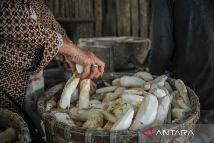 Memanfaatkan singkong sebagai makanan pokok di Kampung Adat Cireundeu 