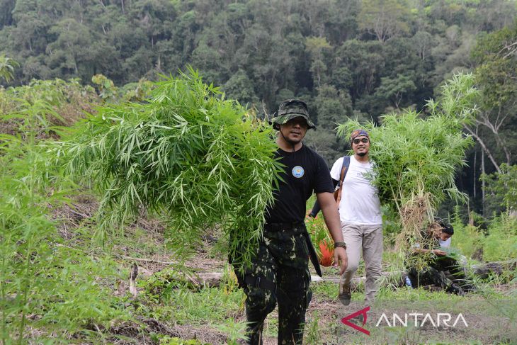 Operasi pemusnahan tanaman ganja di pegunungan Aceh Besar