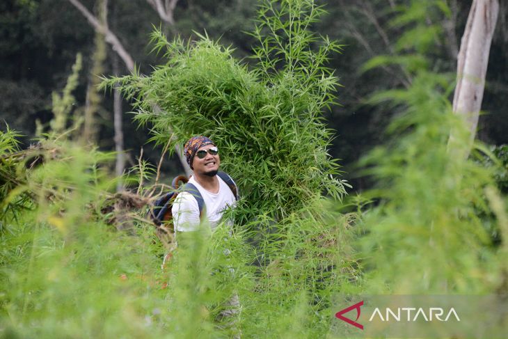 Operasi pemusnahan tanaman ganja di pegunungan Aceh Besar