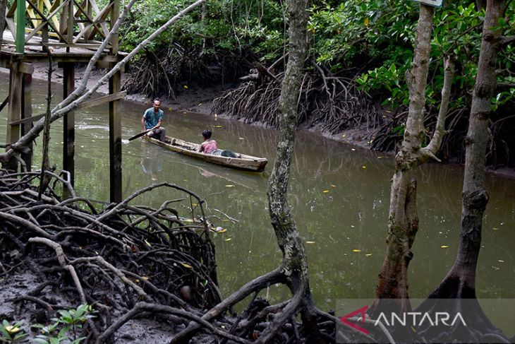 FOTO - Pesona Hutan Mangrove Kuala Langsa