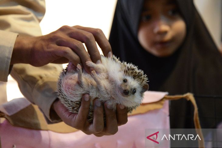 FOTO - Aceh Pets Festival