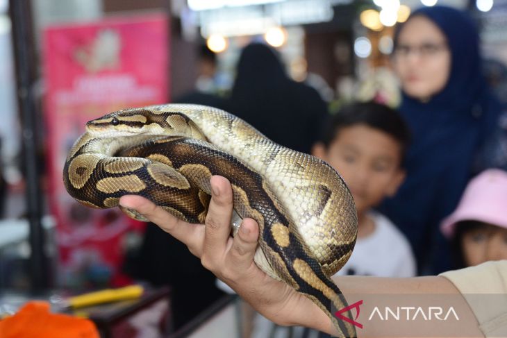 FOTO - Aceh Pets Festival