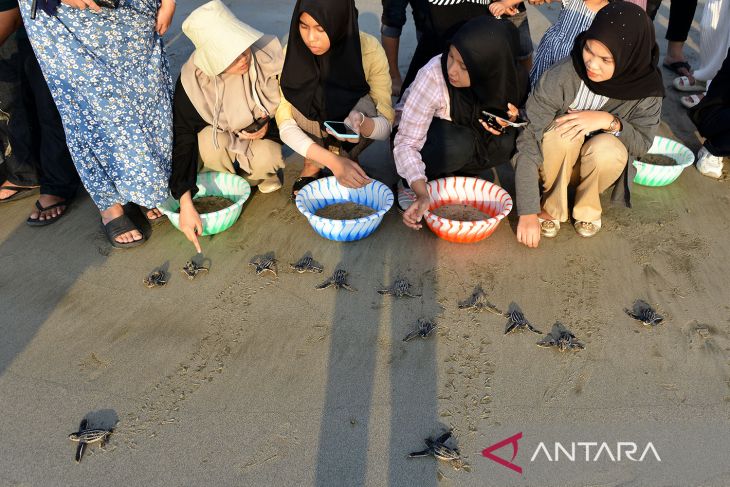 FOTO - Pelepasan tukik belimbing di Aceh Besar