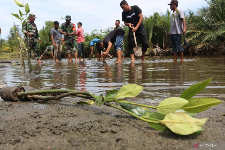 FOTO - TNI Bersama warga Tanam Mangrove Hijaukan Pesisir Aceh Barat