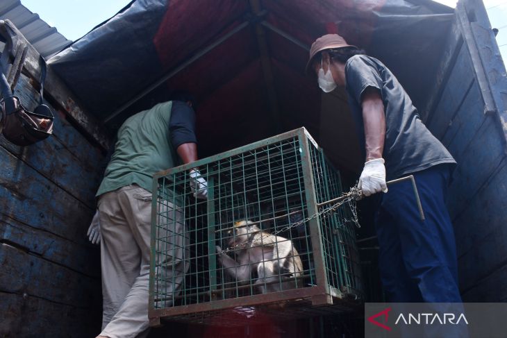 Penyerahan 23 Monyet dari Pekerja Topeng Monyet di Madiun