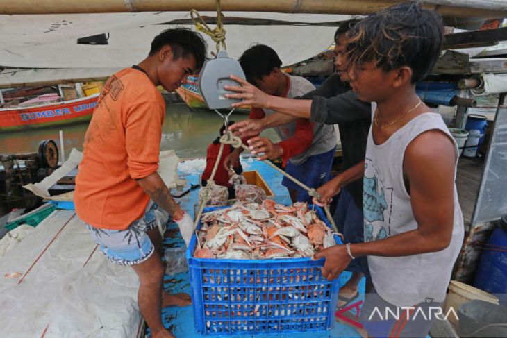 Harga rajungan mulai naik 