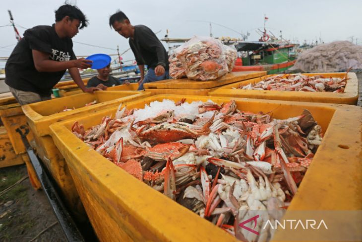 Harga rajungan mulai naik 