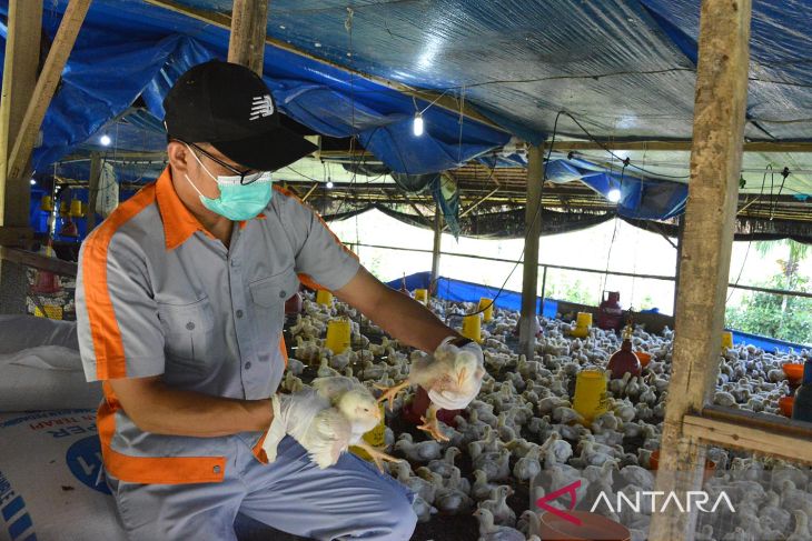 FOTO - Pencegahan flu burung di Aceh Besar
