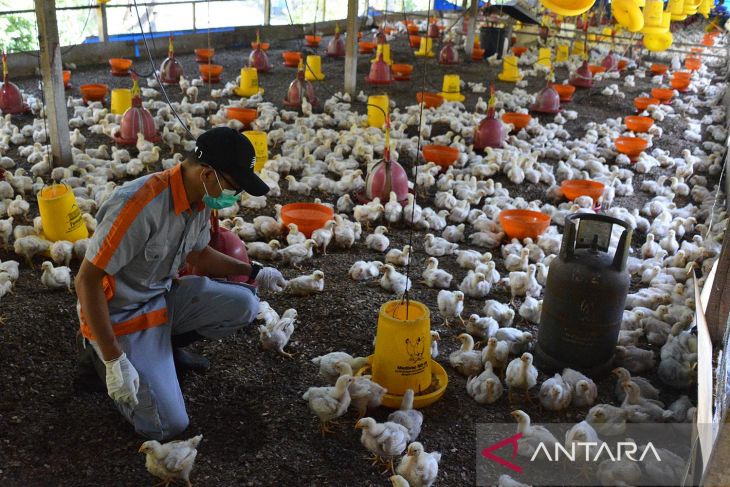 FOTO - Pencegahan flu burung di Aceh Besar