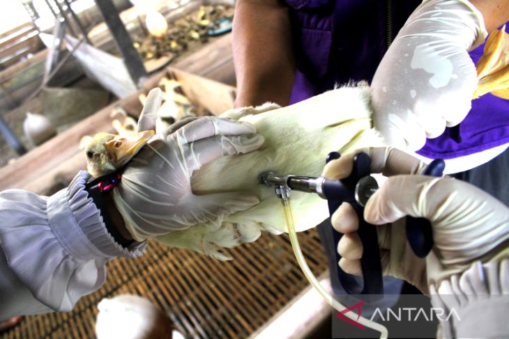 Pencegahan Penularan Virus Flu Burung Di Kalsel