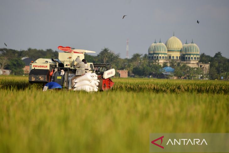 FOTO - Harga gabah turun pada awal musim panen raya di Aceh Besar