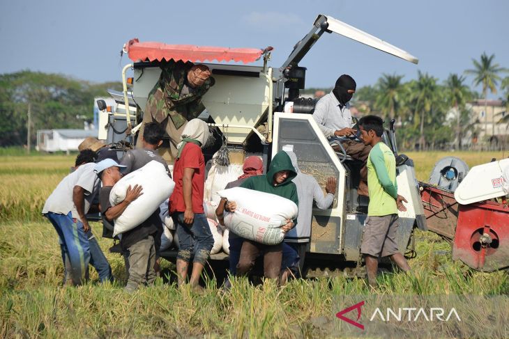 FOTO - Harga gabah turun pada awal musim panen raya di Aceh Besar