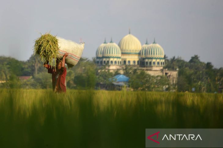 FOTO - Harga gabah turun pada awal musim panen raya di Aceh Besar