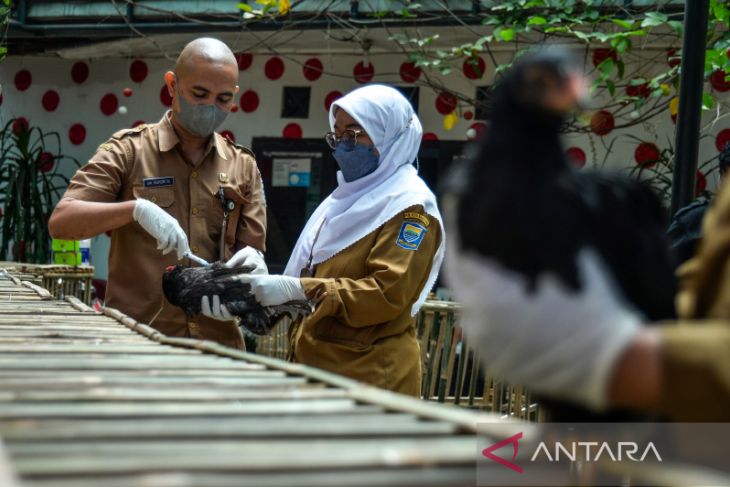Antisipasi penularan flu burung di Kota Bandung 