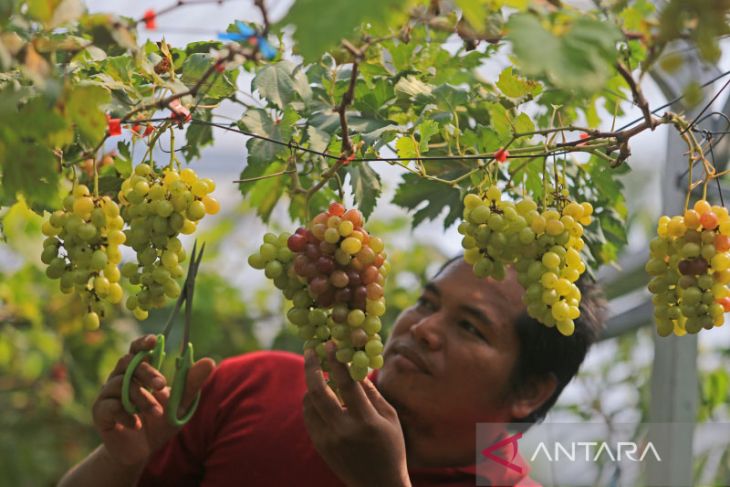 Budi daya anggur di lahan sempit 