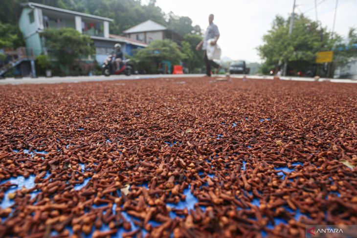 HARGA CENGKEH NAIK DI SABANG