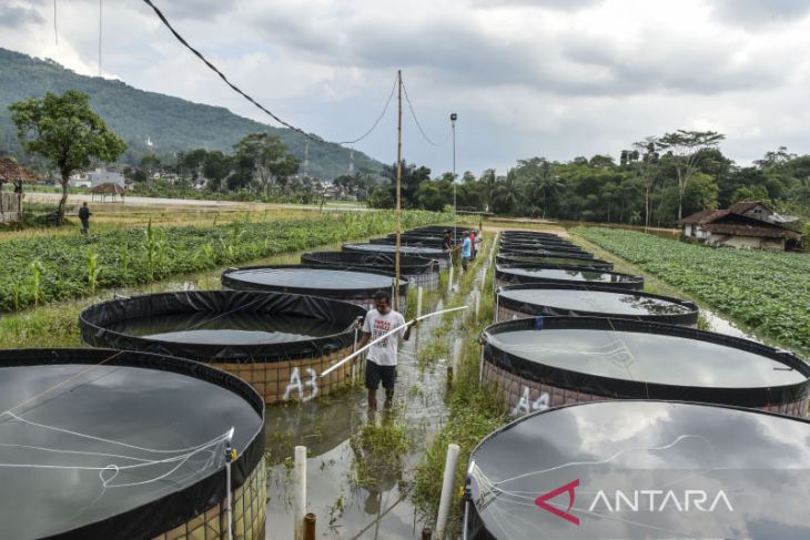 Pemanfaatan dana desa untuk ketahanan pangan