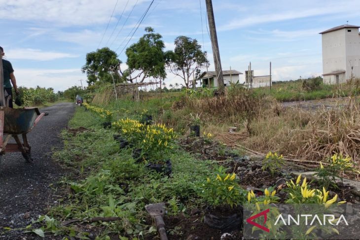 Saripudin inspirasi warga Sungai Limau tanam cabai