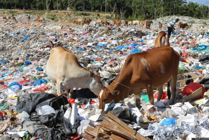 Sapi Digembalakan di TPA