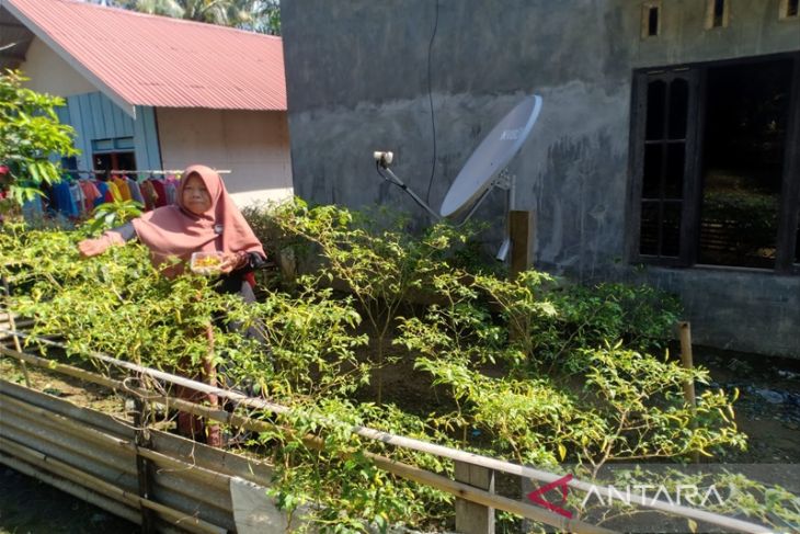 Sholichah inspirasi warga Desa Bumi Asih manfaatkan pekarangan rumah ditanami cabai