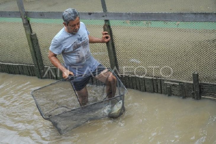 Budi daya ikan arwana lokal Jambi