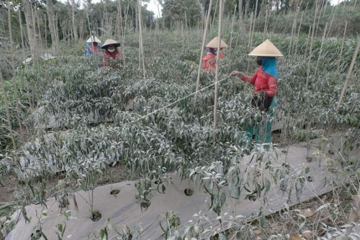 Lahan pertanian terdampak abu vulkanis Gunung Merapi